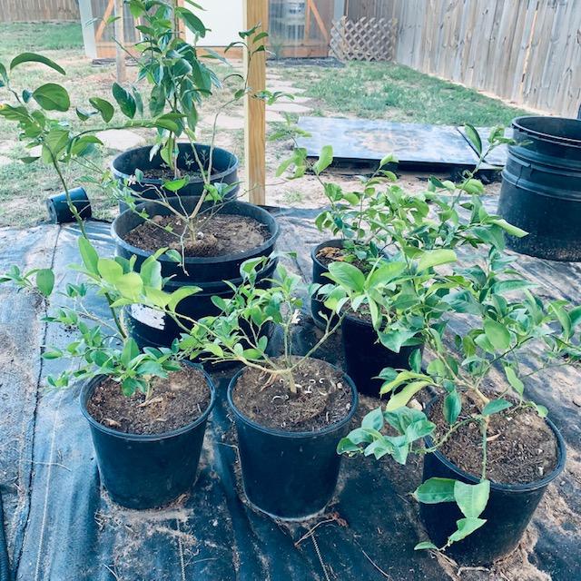 Not creative container garden ideas, but the lemon trees are in containers this year instead of the cold killing them again for the third year in a row. They are now safe in the greenhouse.