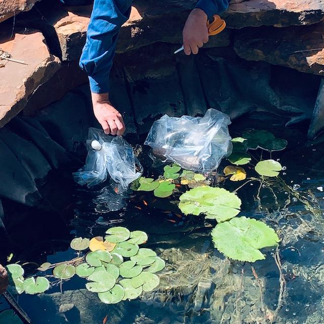 Matt is letting our new fish into the pond.