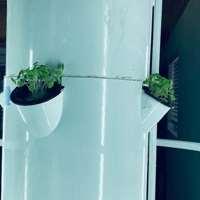 Here is the lettuce today, February 28, 2023, exactly one week after I planted it.