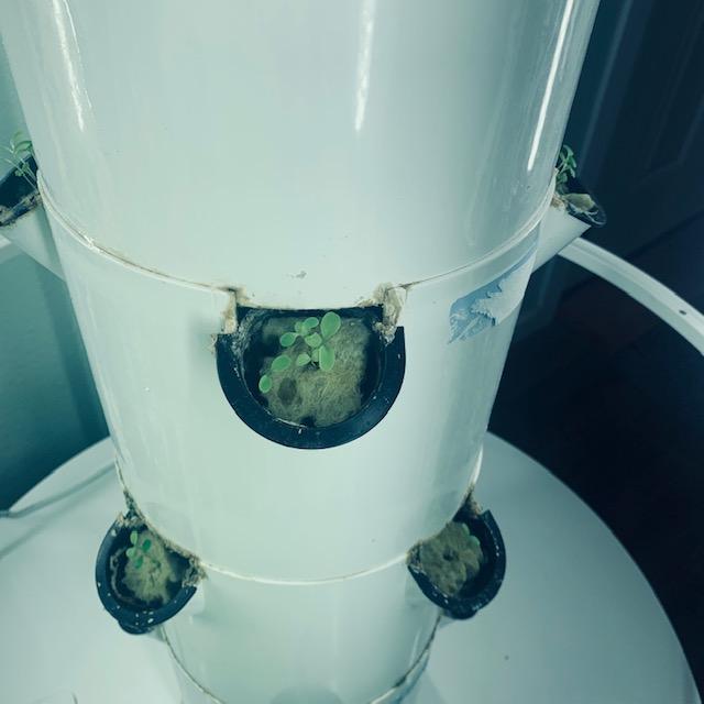 The lettuce is growing very nicely in just one week in the grow tower!