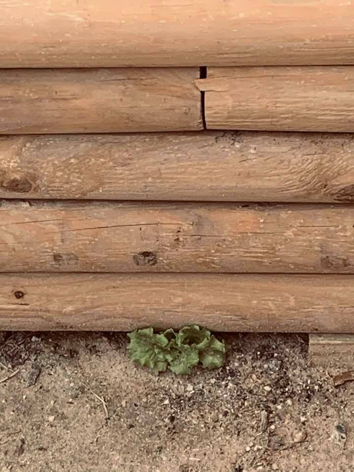 I noticed that some lettuce is growing under the flowerbed in front of the store. Wild, isn't it?