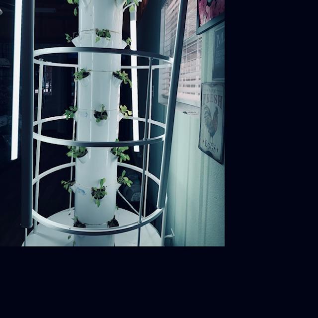 The lettuce in the grow tower is looking good.