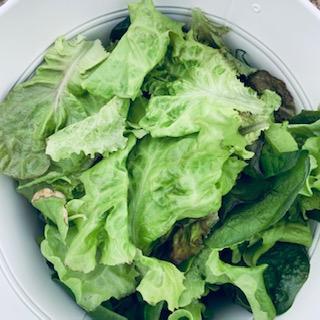 Here is one of our lettuce hauls. We love it and so do our birds and rabbits.