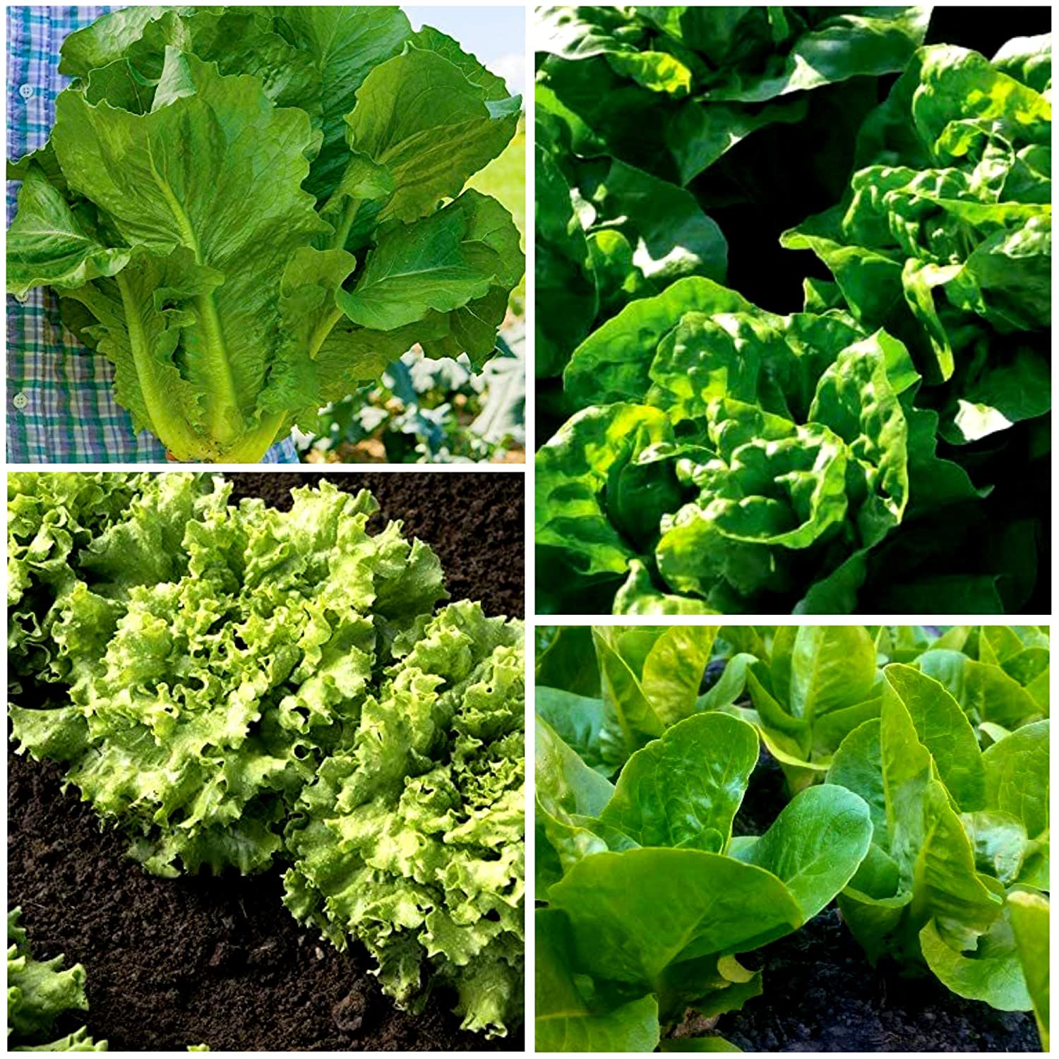 Heat tolerant lettuce is the way to go for most of the year in Texas.