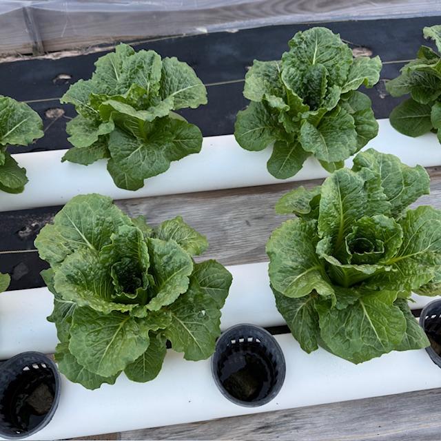 David loves to grow things in a homemade hydroponics unit he keeps in his high tunnel. Lettuce turns out beautifully. David loves to grow things in a homemade hydroponics unit he keeps in his high tunnel. Lettuce turns out beautifully.