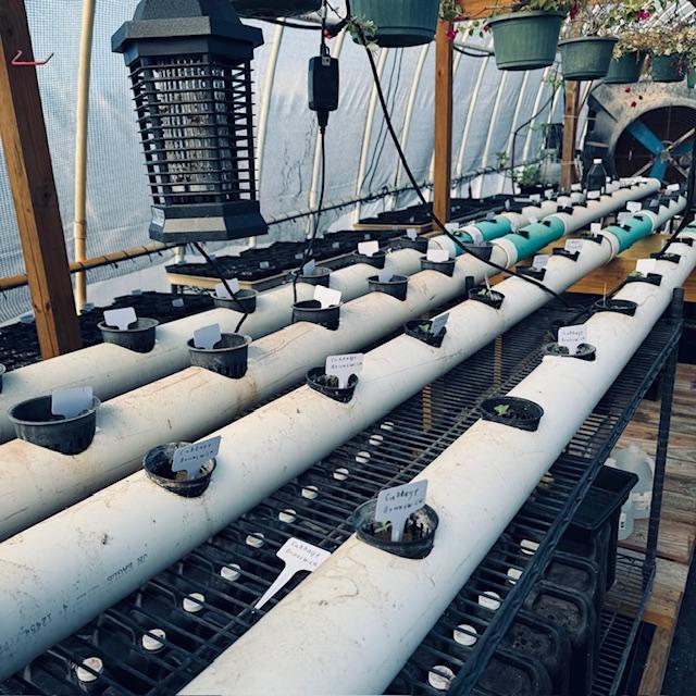 David is starting lettuce in his PVC  homemade hydroponic unit in the high tunnel. For small space gardening, you don't have to make such a large unit. David doesn't do anything small. David is starting lettuce in his PVC  homemade hydroponic unit in the high tunnel. For small space gardening, you don't have to make such a large unit. David doesn't do anything small.