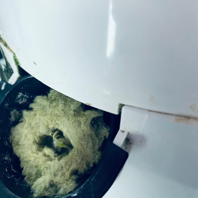 The lettuce seeds are already sprouting! Plant in a grow tower and they just pop right up!