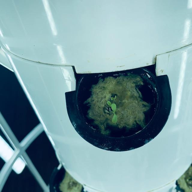 Look at the tiny lettuce leaves already! This is so amazing to me. The only thing in the tower is water. In fact, we won't add any type of fertilizer for at least four weeks to allow the plants to get established.