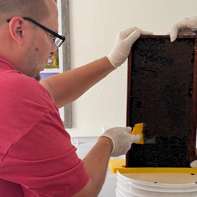 Here Matt is lifting some wax from the frame to get at the honey. It is fun. I finally got a turn at doing this. I will be using the wax myself.