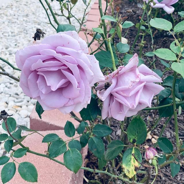 My roses are blooming. These lilac roses are stunning!