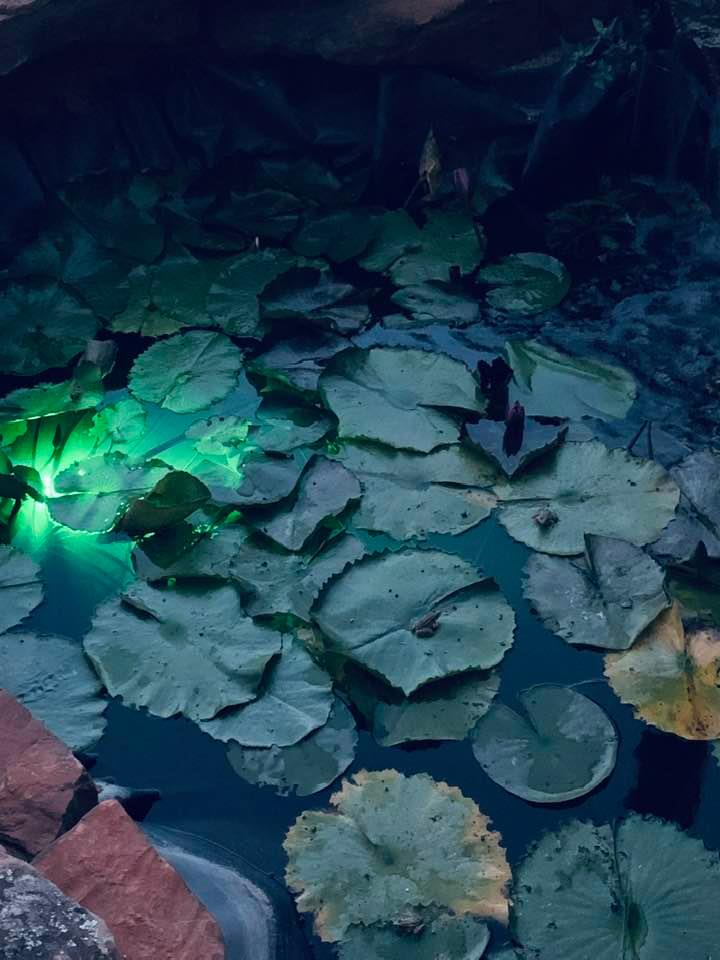 Frogs are on some of the lilypads as it begins to darken.