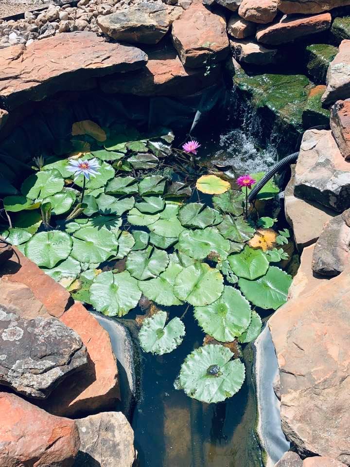 In July of 2021, we had too many water lilies. They spread out and took over. Some of them died during the winter in February of 2022 so problem solved.