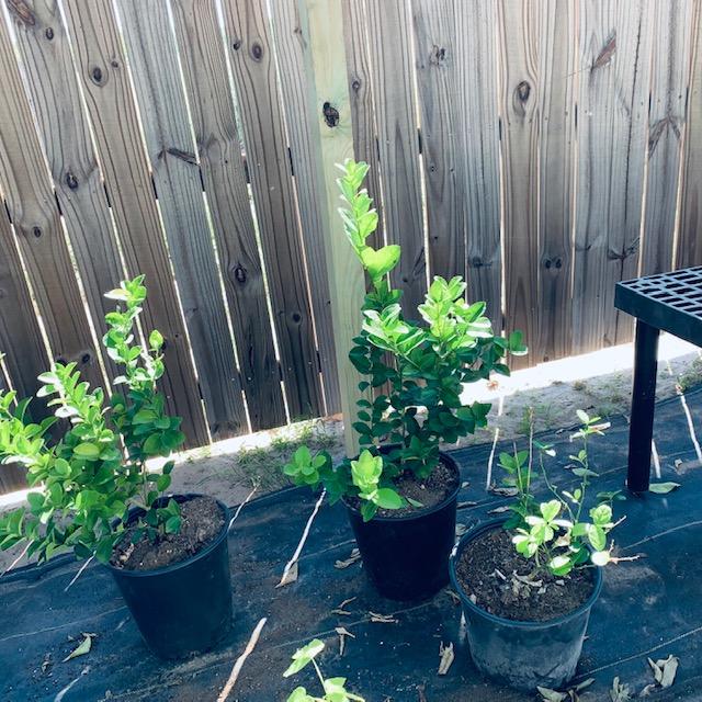 My lime trees are transplanted so they are no longer root bound in those tiny pots. They seem to be doing very well in their new pots.
