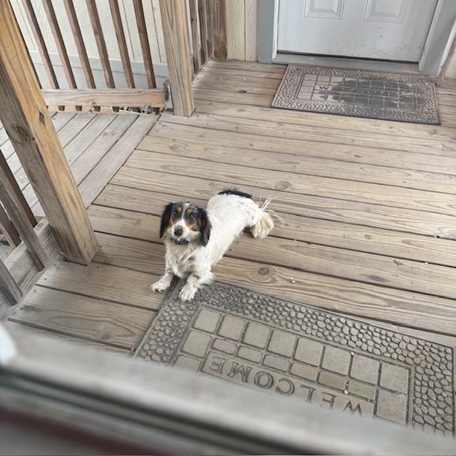 Here is the little white dog again. She comes over a lot but no one seems to know where she lives. She has a collar and tags. Here is the little white dog again. She comes over a lot but no one seems to know where she lives. She has a collar and tags.