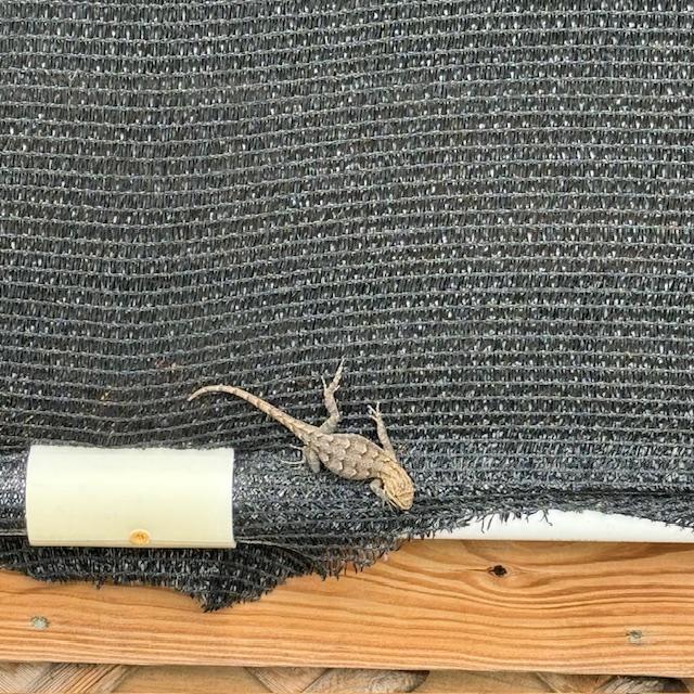 lizardonshadecloth lizardonshadecloth