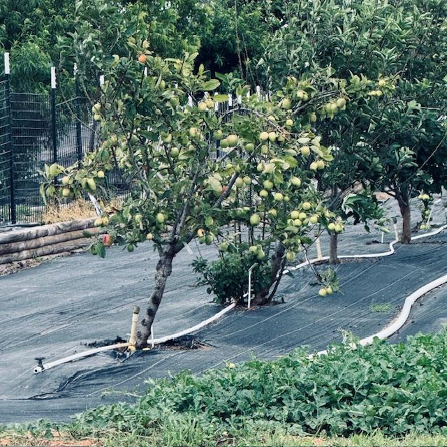 This apple tree is just loaded with apples and this is after we took a bunch off a few weeks ago to lighten the load.