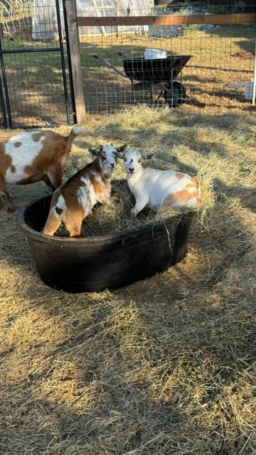 Lois Lane and Clark Kent, Trixie's twins were playing in the hay that they should be eating. They are the youngest twins.