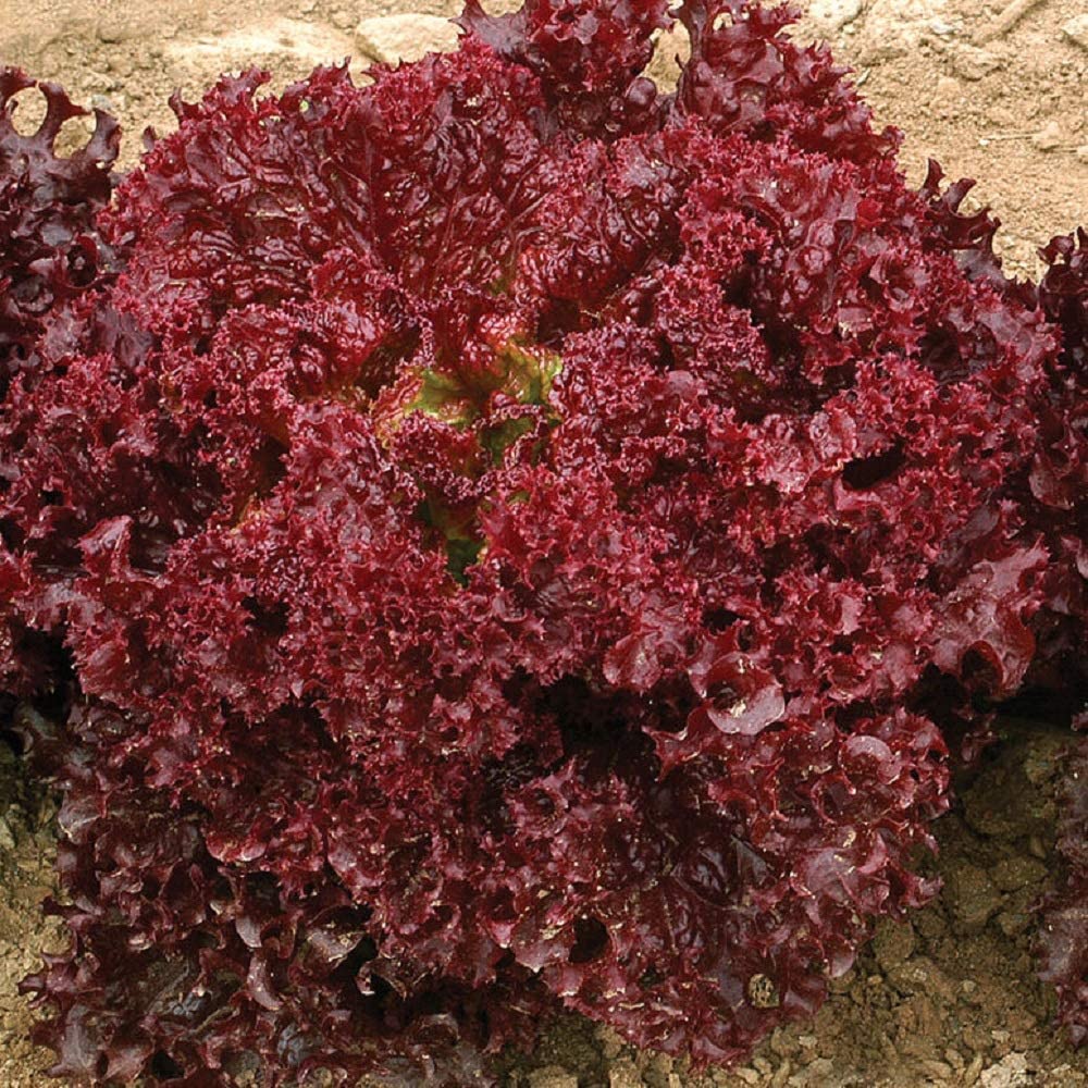 This is a type of oakleaf lettuce called Lollo Rossa.