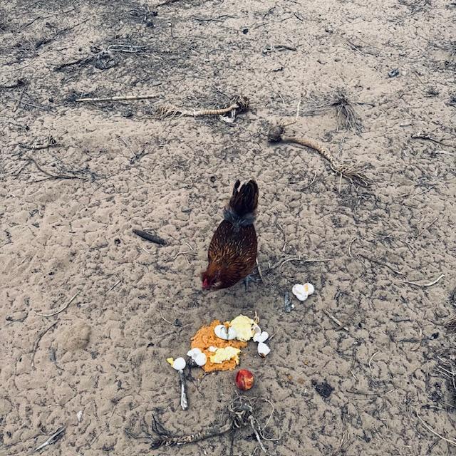 This Easter Egger did not go in last night when the chickens were called. She  must have been hiding behind one of the small chicken coops. She enjoyed the kitchen scraps this morning.