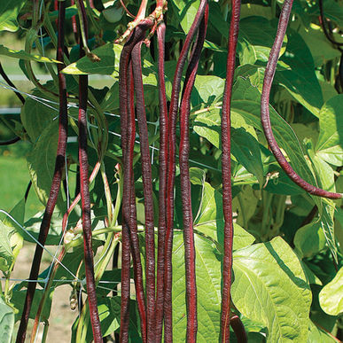 The Long Red Noodle is a yardlong pole bean.