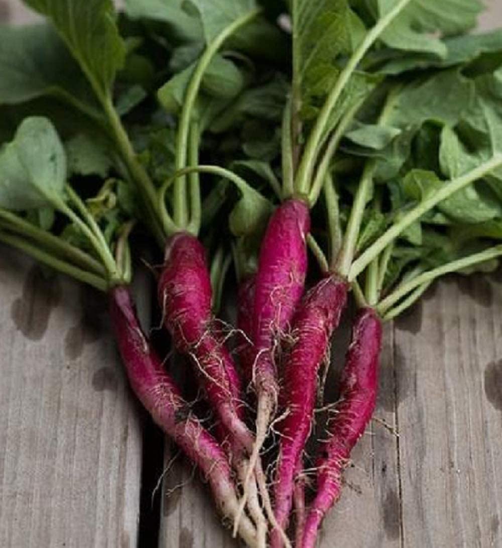 These radishes are called Long Scarlet Cincinnati.