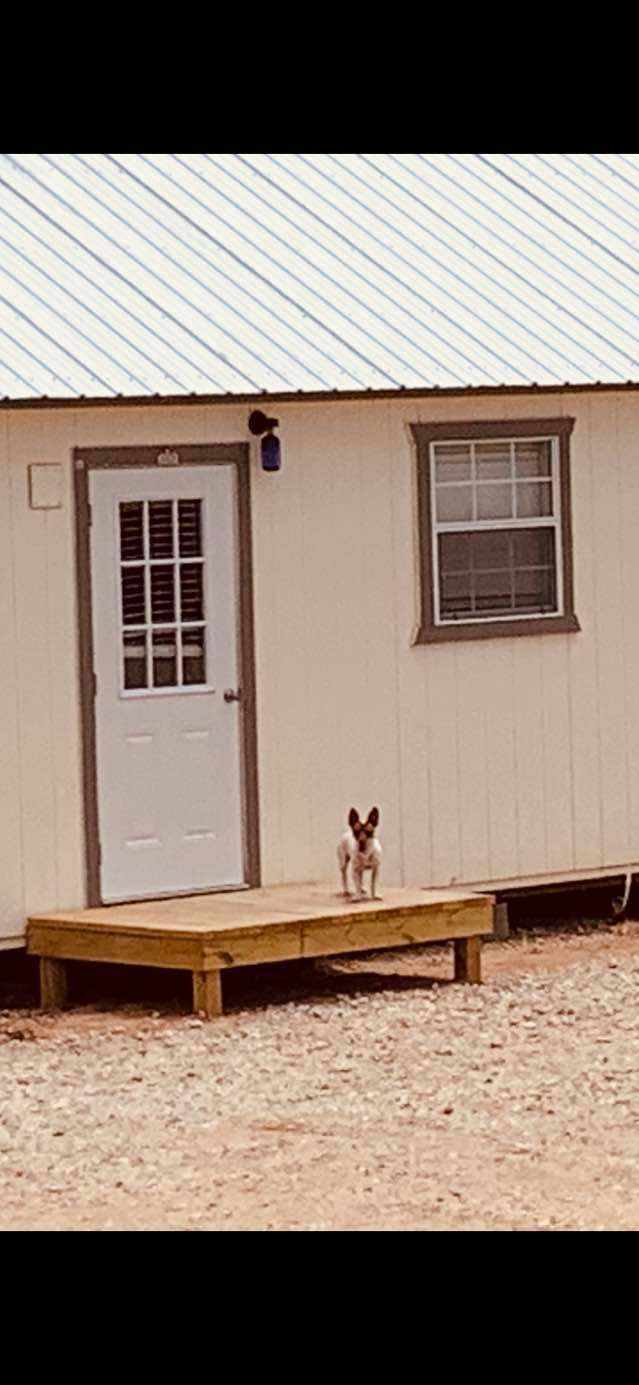 Little lost dog on delivery dock on Jay's portable building.