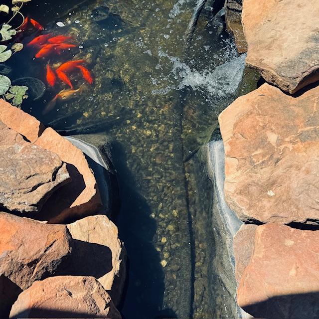 The pond is so low right now but the water looks pretty clear.