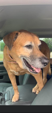 Lucy in the truck for her last ride to the vet today.