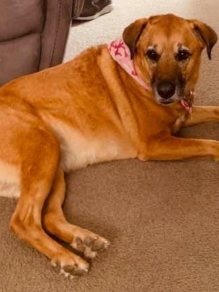 Our pretty Lucy girl.