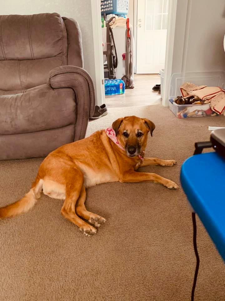 Lucy with her new bandana, lying on the den floor. You can see the laundry room in the background.