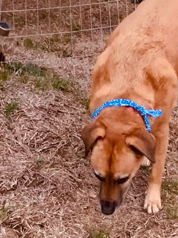Lucy with her new blue bandana has a soft, beautiful coat.