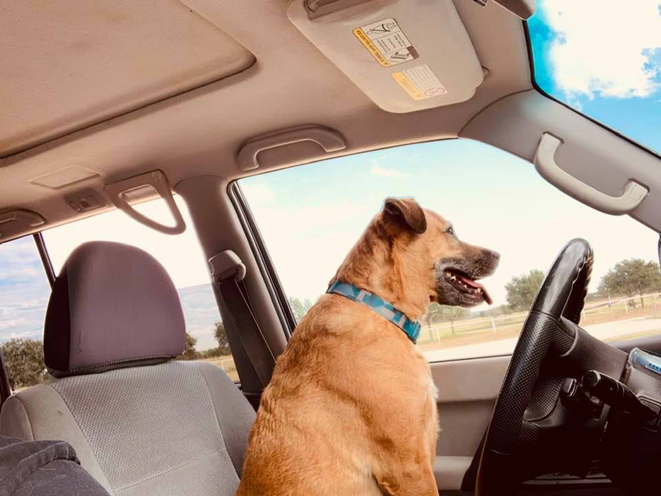 Lucy wanted to drive the car to go to the new vet.