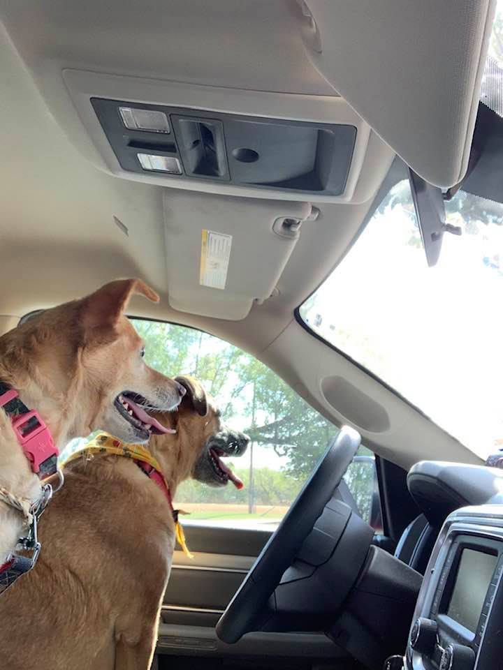 David went in with Annabelle so Lucy got in the driver's seat and Ethel is playing co-pilot.