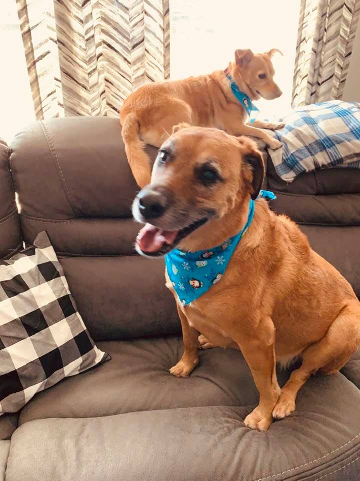 Lucy is front and center with her new Christmas scarf. She is so adorable. Ethel loves to sit on the back of the couch but she is so cute in her Christmas scarf.