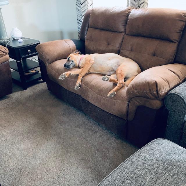 Lucy is taking a nap after a fun time of stealing treats.