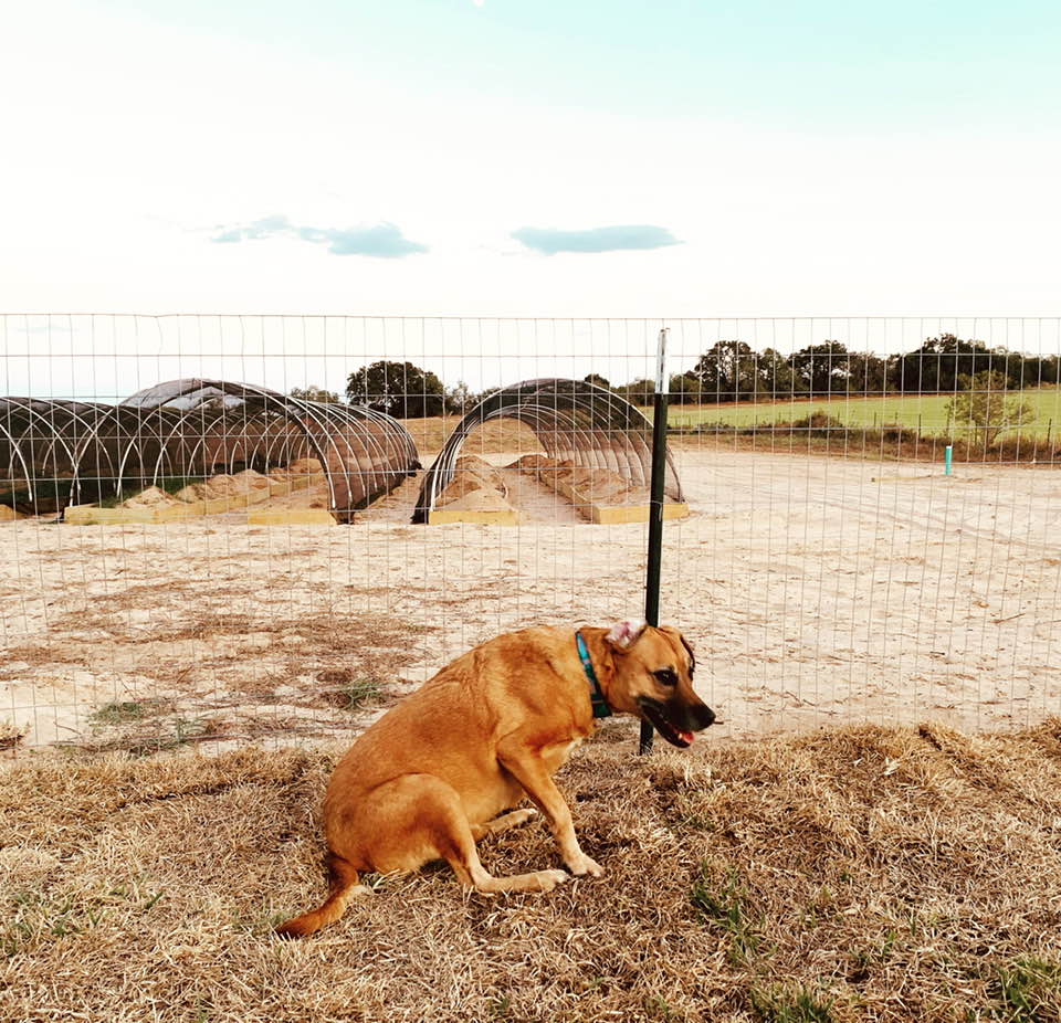 Lucy is sitting by the back fence with some of the greenhouses in the background.