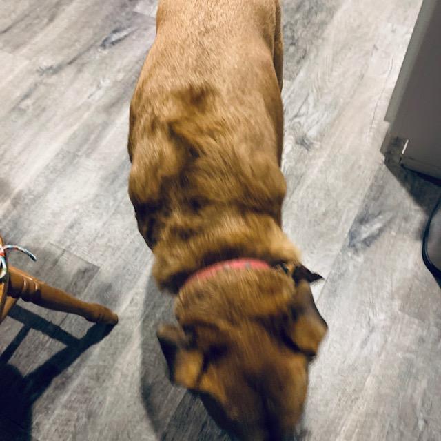 They shaved Lucy from the middle of her back but left her wavy hair and face alone. She is so soft now.