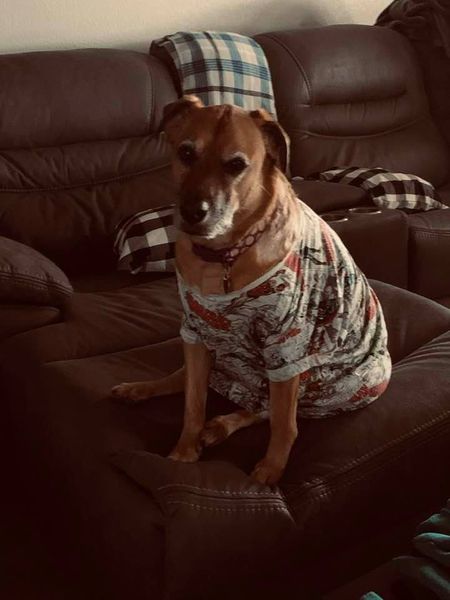 Lucy in my Marvel comic T shirt. She is adorable.