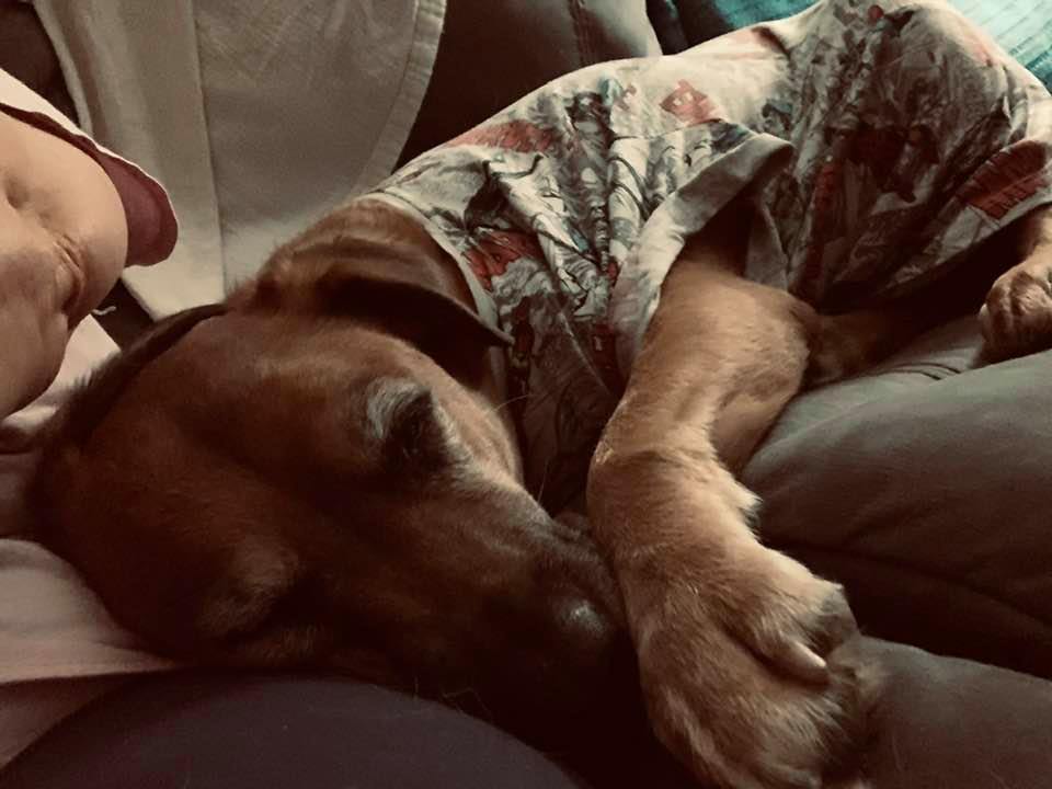 Lucy in my T shirt with her head in my lap this evening.