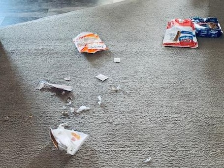 Lucy helped herself to a few treats out of the snack cabinet that someone left open.