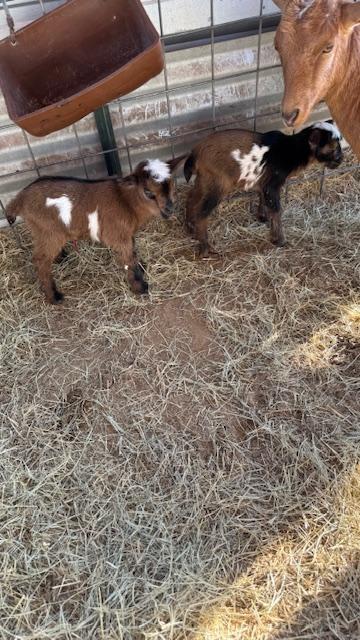 From left to right, meet Ike and Mamie, Lucy's twins! Aren't they adorable?