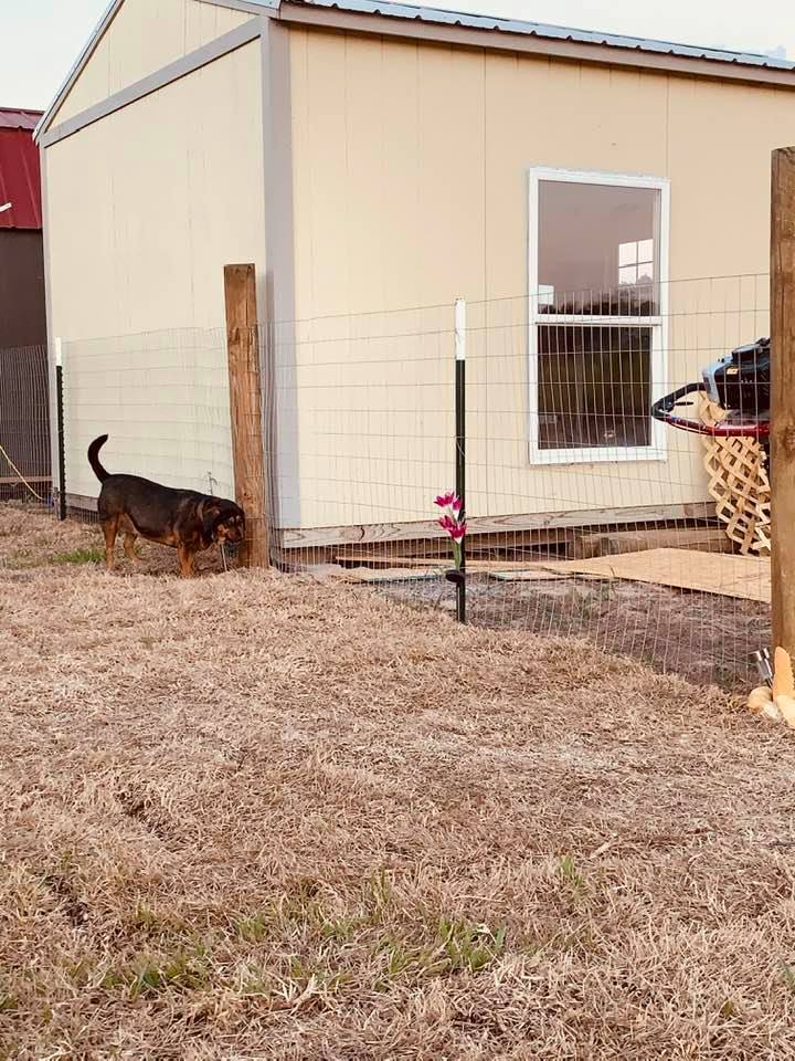 Annabelle is inspecting our yard. Behind her, you can see the window from our kitchen that was installed in the yellow shed. A door is now where the window in the kitchen was.