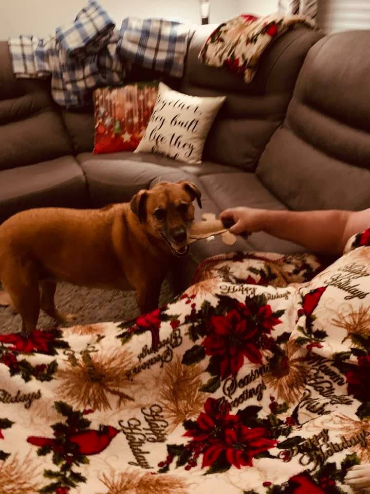 The three dogs each got a squeaky cow made of suede. They love them. Here Lucy is playing with David wrapped in a Christmas blanket. The three dogs each got a squeaky cow made of suede. They love them. Here Lucy is playing with David wrapped in a Christmas blanket.