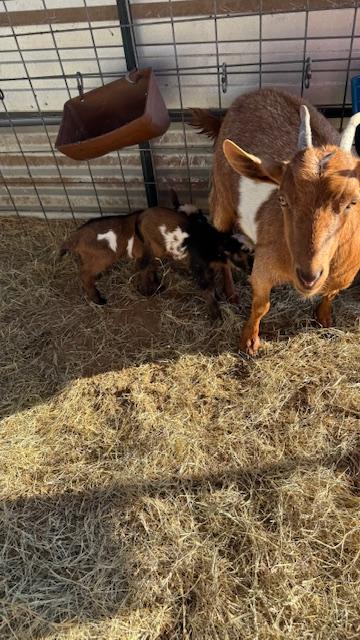 Lucy had twins sometime during the day. They were already dry and walking around--so cute! Lucy was being a good first time mom, taking care of them well.