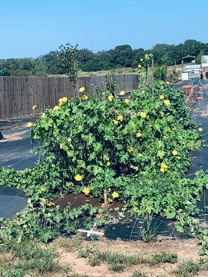 Planting gourds is rewarding. As you can see with our luffa gourd plant, there are a lot of blooms that turn into gourds. The bees are busy pollinating. This will keep growing through the fall.