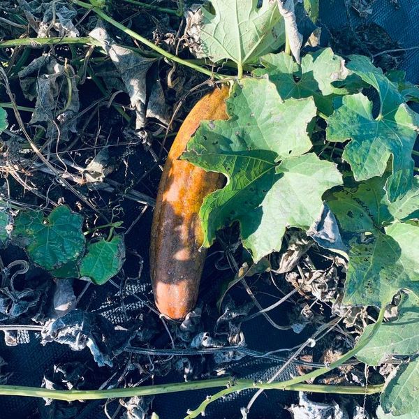 Luffas are stil growing out in the back. This one is partially dry to pick.