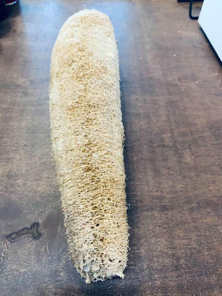 This is a full grown, dried luffa grown from a gourd. I have some out back growing right now. October on the farm...