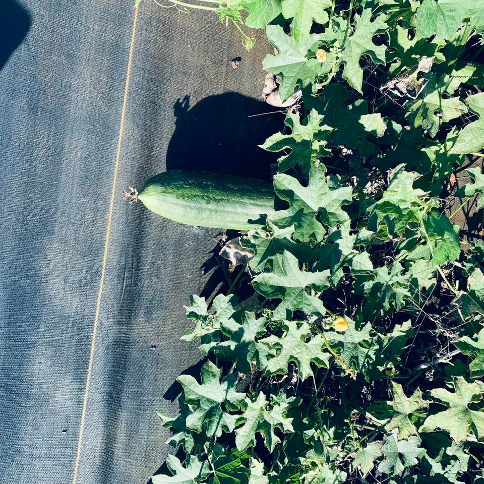 Luffas are stil growing out in the back. There are many that look like this and the bees are constantly pollinating the yellow flowers.