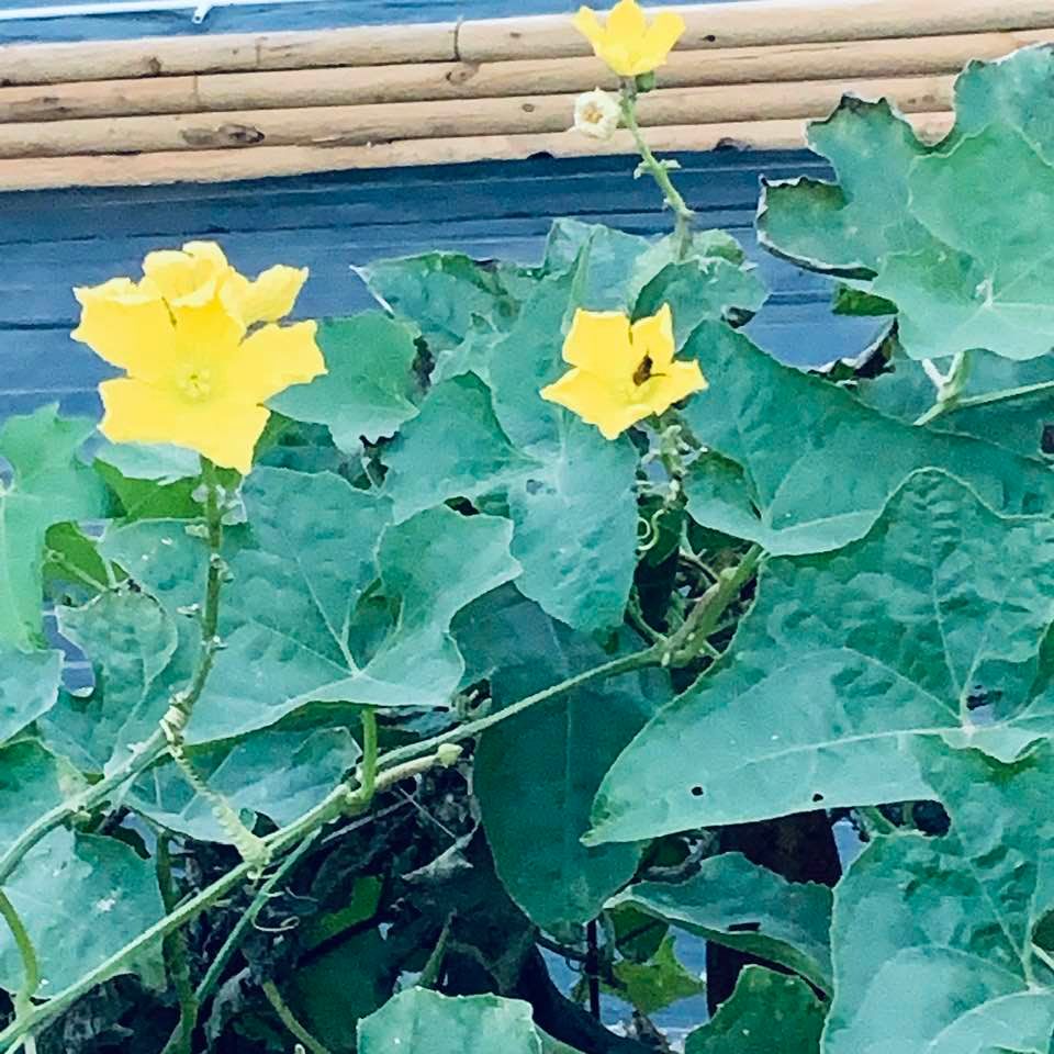 Here is a bee on a luffa flower.