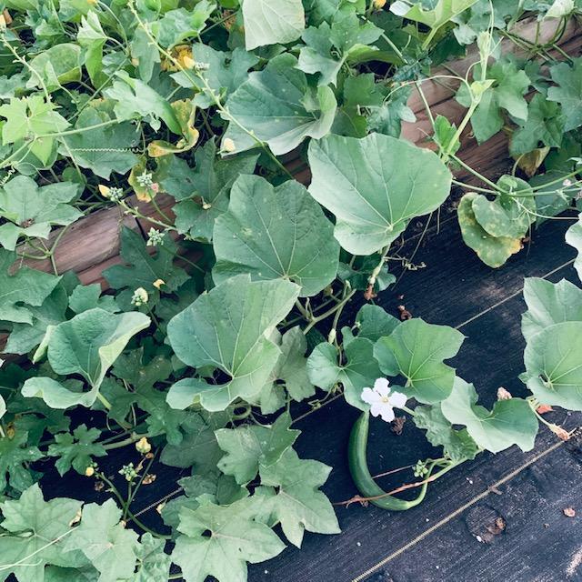 Our luffa patch is just beginning this year.